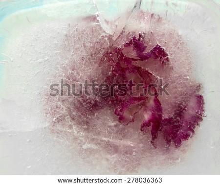 frozen flora, carnation flower frozen into a block of ice