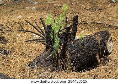 forest management - new shoots of canarian pine on a stump burned in a controlled fire
