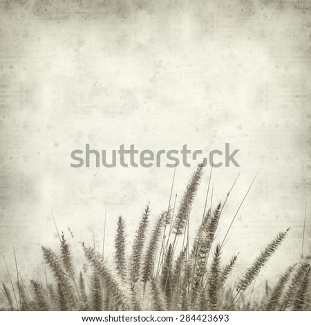 textured old paper background with cat tail grass