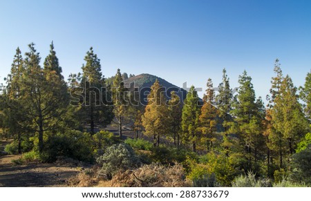 Inland Gran Canaria, Montanon Negro, Black Mountain, of volanic ashes, with some canarian Pines along one side