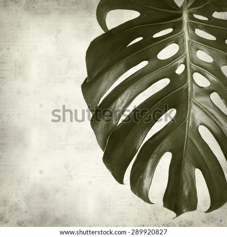 textured old paper background with monstera plant leaf
