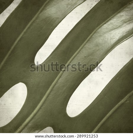 textured old paper background with monstera plant leaf