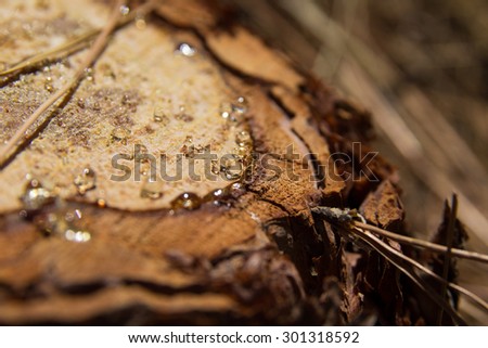 transparent resin drops on a  cut surface of Canary Islands Pine tree