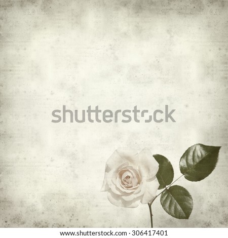 textured old paper background with pale cabbage rose
