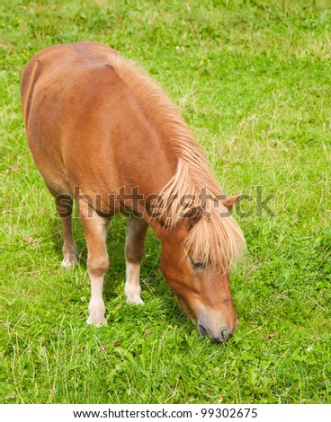 ginger pony