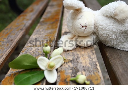 the  pomelo flower  on the wooden  chair ?with a Sleeping rabbit