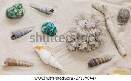 Different kinds of shells, conch shells in the sand
