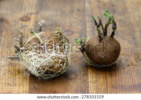 Two potatoes rootting on wooden table