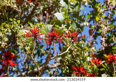 Red flowers of brazilian tree Erythrina speciosa (Coral tree, Flame tree). Selective focus