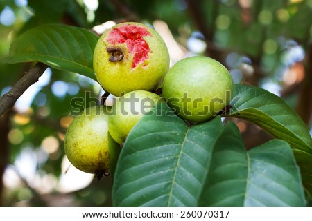 Bunch of red guava on tree in garden. Selective focus on fruit eaten by bird