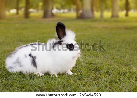 White and black funny fluffy small baby rabbit on green grass in park in summer day. Selective focus