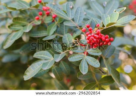 Fruits (berry) of Schinus terebinthifolius, Brazilian pepper, aroeira, rose pepper, Christmasberry tree. Selective focus
