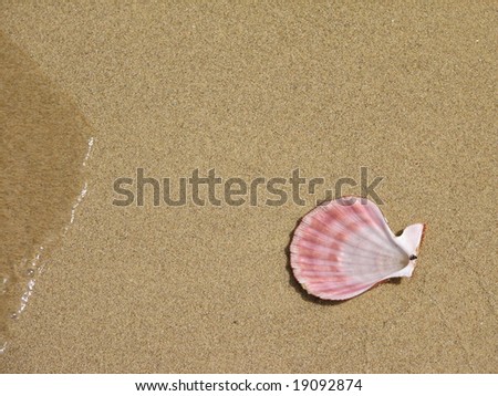 shell on seashore