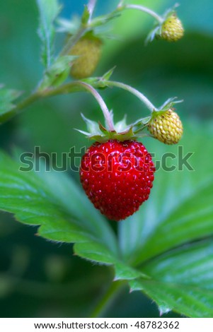 the close up photo of wild strawberry plant