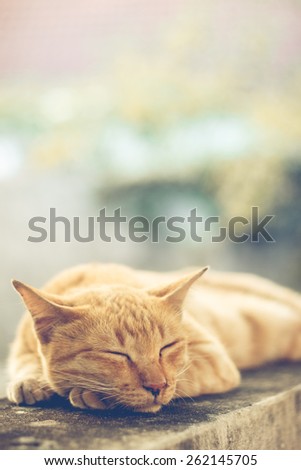 cute orange cat sleep on wall vintage style