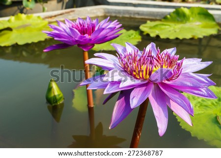 purple leaf lotus flower on water photo stock,water lily