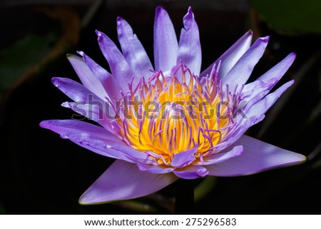 purple leaf lotus flower dramatic style photo stock,water lily