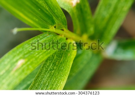 close up green leaf very soft focus photo