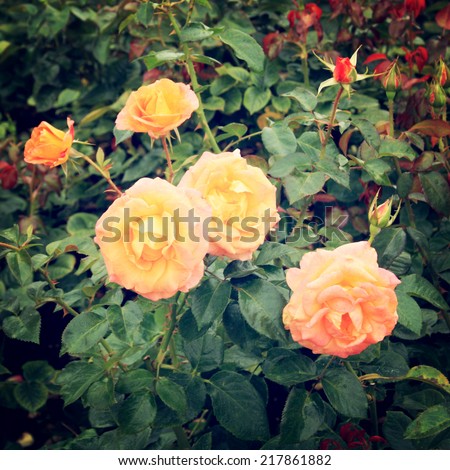 Yellow Rose bush - vintage effect. Blooming roses bunched together - retro filter. Yellow rose background. Flowers.