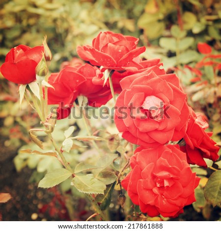 Red Rose bush - vintage effect. Blooming roses bunched together - retro filter. Red rose background. Flowers.