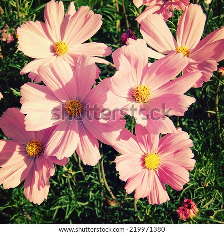 Pink camomile like flowers - vintage effect. Cosmos flowering plant - retro photo filter. Blooming flowers in Gorky Park - toned image. Moscow, Russia.