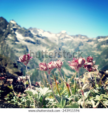 Mountain flowers - retro filter. High mountains landscape - toned filter. View of Distant, flowers in forefront - vintage photo. Uzunkol, Caucasus Mountains, Karachay-Cherkessia, Russia.