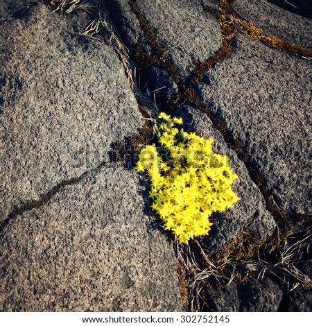 Wild flowers growing in the crack of volcanic rock. Aged photo in retro style. Wild nature of Russian North. Toned image. Island of Valaam, Republic of Karelia, Russia.