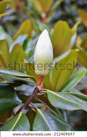 Ivory white flower bud of a Southern magnolia tree