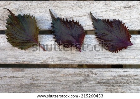 Three leaves of purple shiso