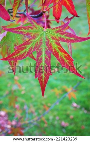 Red and green leaf of a Japanese maple tree