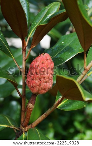 Red fruit cone of a Southern magnolia grandiflora tree
