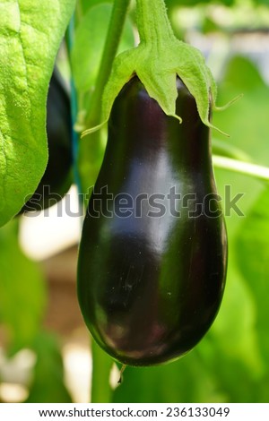 Purple Italian eggplant (aubergine) growing on the plant