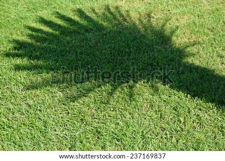 Palm tree shadow reflected in green grass
