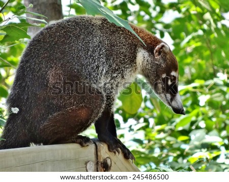 GUANACASTE, COSTA RICA --CIRCA NOV 2013-- Badger-like white-nose coati animals, called pizote in Costa Rica, roam the dry forests of the volcanic Guanacaste region, especially the Papagayo peninsula.