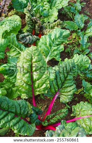Rainbow Swiss chard with bright red stalks and green leaves growing in the vegetable garden