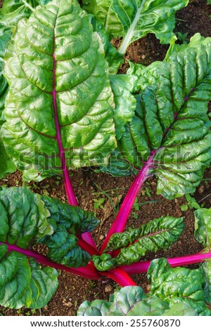 Rainbow Swiss chard with bright red stalks and green leaves growing in the vegetable garden