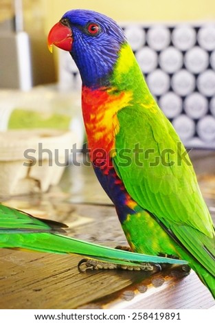 Wild multicolored lorikeet (parakeet) birds in the streets of Sydney, Australia