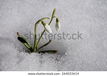 Tiny snowdrop galanthus flowers in bloom pierce through the ice in spring
