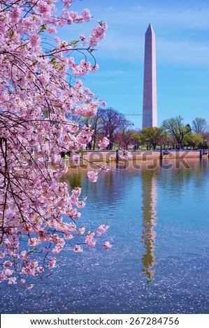 WASHINGTON, DC -12 APRIL 2014- Editorial: Every April, the nation??s capital celebrates the National Cherry Blossom Festival to commemorate the sakura trees given by Japan to the US in friendship.