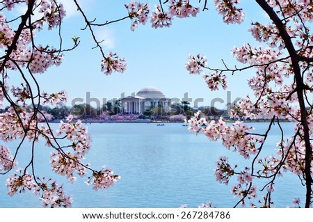 WASHINGTON, DC -12 APRIL 2014- Editorial: Every April, the nations capital celebrates the National Cherry Blossom Festival to commemorate the sakura trees given by Japan to the US in friendship.