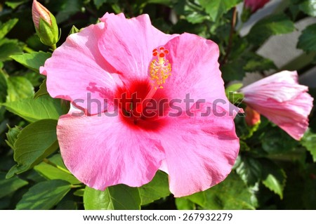 Pink hibiscus flower with red center and red and yellow stamen