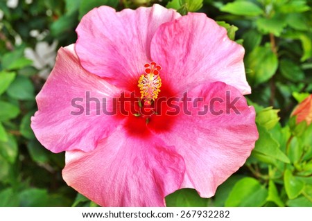 Pink hibiscus flower with red center and red and yellow stamen