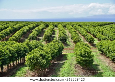 MAUI, HI -30 MAR 2015- Established in 2003 near historic Lahaina, the Kaanapali Coffee Farm mixes a real estate development with a coffee plantation sold commercially as MauiGrown Coffee Inc.