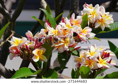 Fragrant blossoms of frangipani flowers, also called plumeria and melia in Hawaii