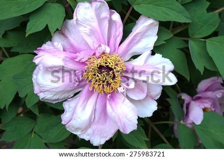 Close up of a pink tree peony flower in full bloom