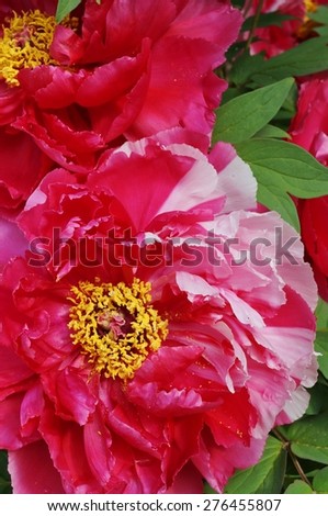 Close up of a pink and white tree peony flower in full bloom