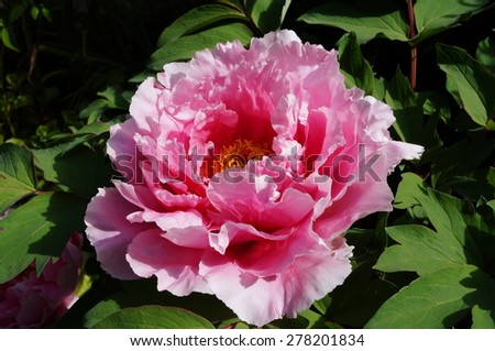 Close up of a pink tree peony flower with ruffled petals in full bloom