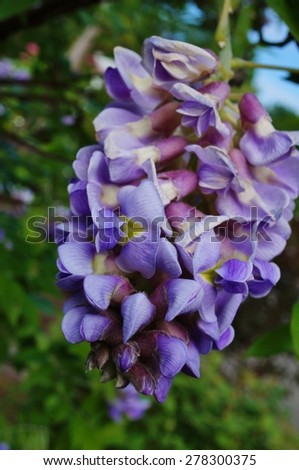 Purple flower of the Japanese wisteria floribunda in bloom