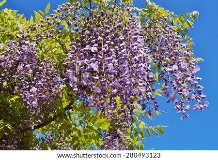 Purple wisteria flowers in bloom hanging from the vine