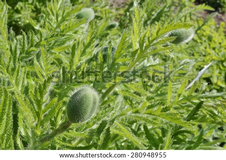 Green seed pod bud of the California poppy Eschscholzia Californica